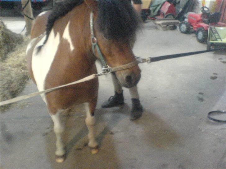 Shetlænder Prins'sleiber. SAVN. billede 4