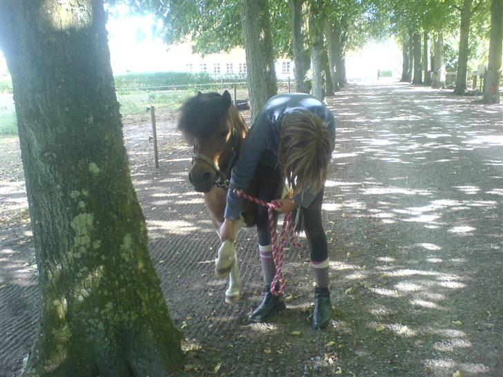 Shetlænder Prins'sleiber. SAVN. billede 5