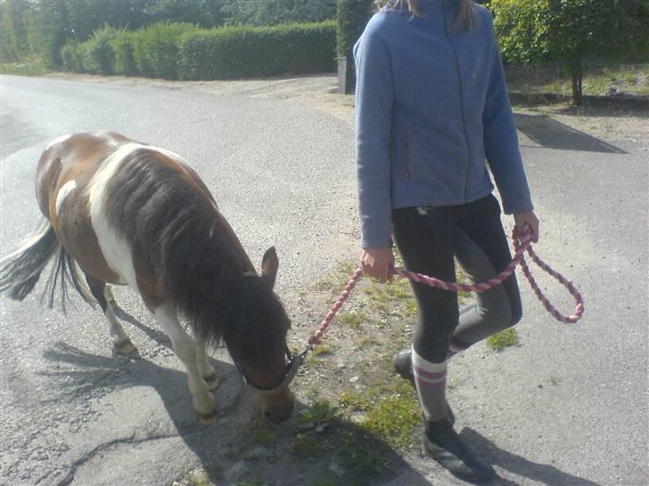 Shetlænder Prins'sleiber. SAVN. billede 6