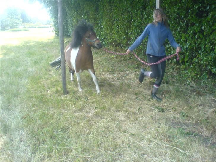 Shetlænder Prins'sleiber. SAVN. - Øvning. billede 7