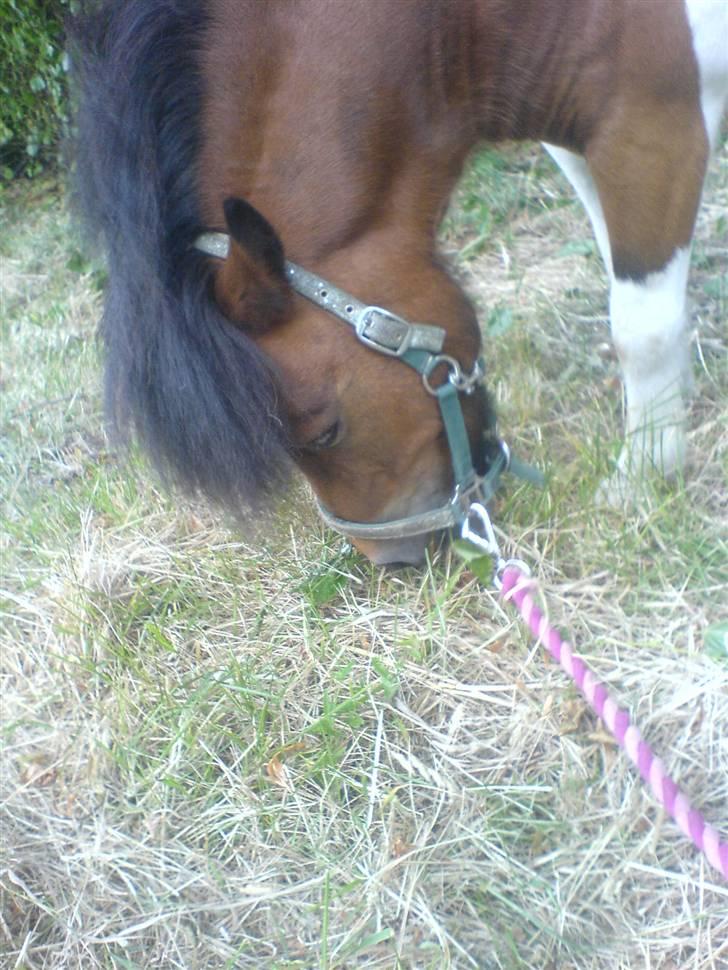 Shetlænder Prins'sleiber. SAVN. billede 8