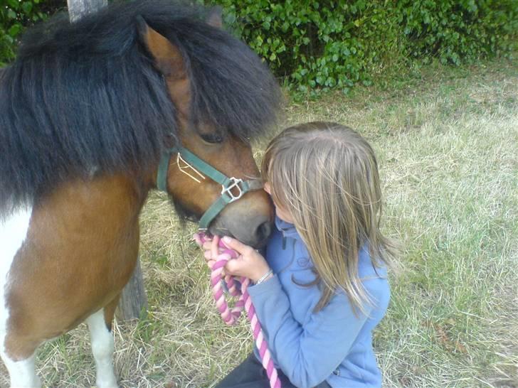 Shetlænder Prins'sleiber. SAVN. billede 9