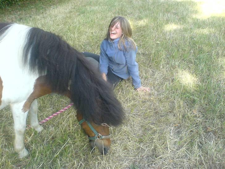 Shetlænder Prins'sleiber. SAVN. - Pretty smile. ii; - han puffede til mig da jeg sad på hug.  billede 10