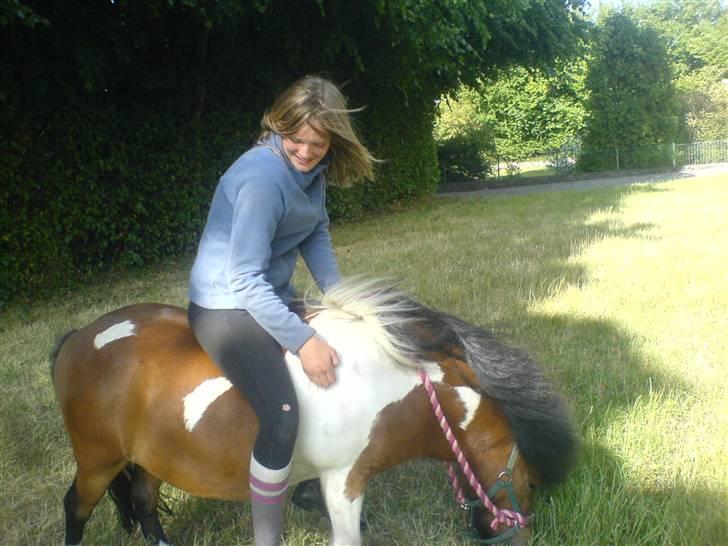 Shetlænder Prins'sleiber. SAVN. - Jeg ved jeg ikke har ridehjelm på, men mor, du behøves nu ikke kommentere det.  billede 11