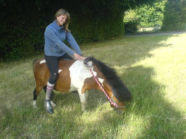 Shetlænder Prins'sleiber. SAVN. - Jeg ved jeg ikke har ridehjelm på, men mor, du behøves nu ikke kommentere det.  billede 12