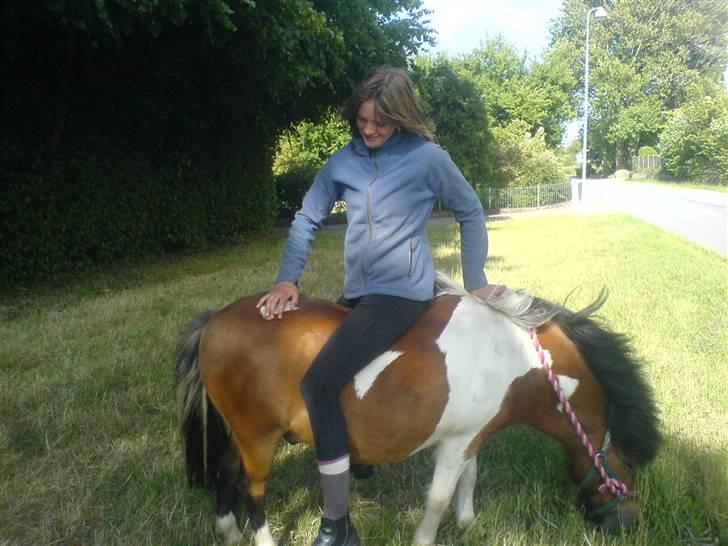 Shetlænder Prins'sleiber. SAVN. - Jeg ved jeg ikke har ridehjelm på, men mor, du behøves nu ikke kommentere det.  billede 13