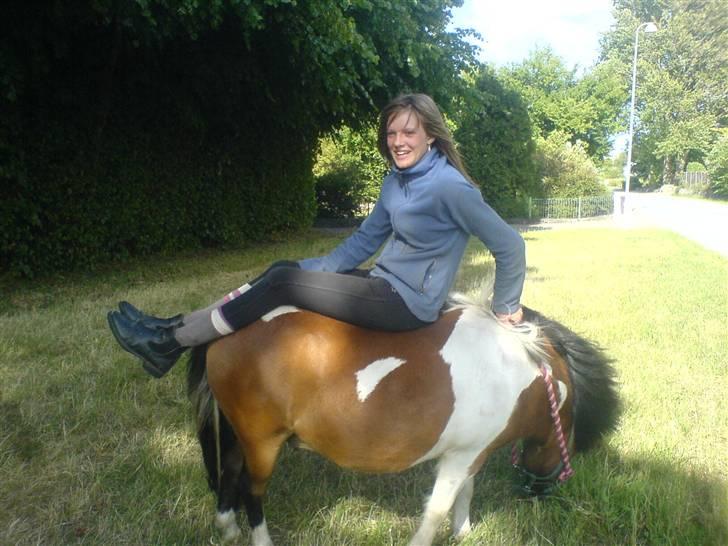 Shetlænder Prins'sleiber. SAVN. - Jeg ved jeg ikke har ridehjelm på, men mor, du behøves nu ikke kommentere det.  billede 14