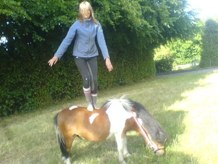 Shetlænder Prins'sleiber. SAVN. - Jeg ved jeg ikke har ridehjelm på, men mor, du behøves nu ikke kommentere det.  billede 15