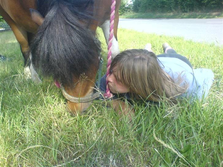Shetlænder Prins'sleiber. SAVN. - Gumle gumle.  billede 16