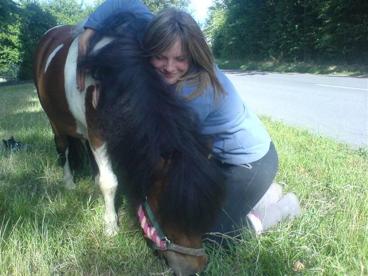 Shetlænder Prins'sleiber. SAVN. billede 17