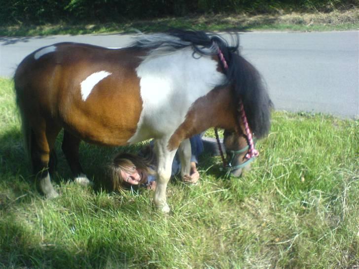 Shetlænder Prins'sleiber. SAVN. billede 18