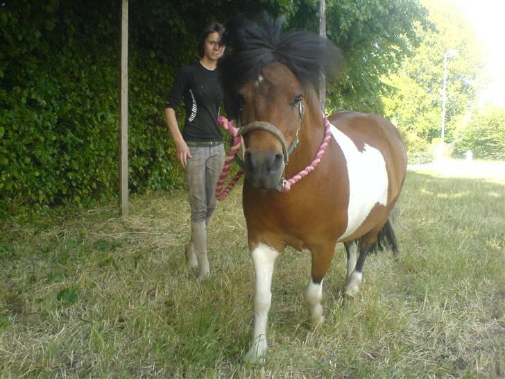 Shetlænder Prins'sleiber. SAVN. - Slaiber koooom ! :D billede 19