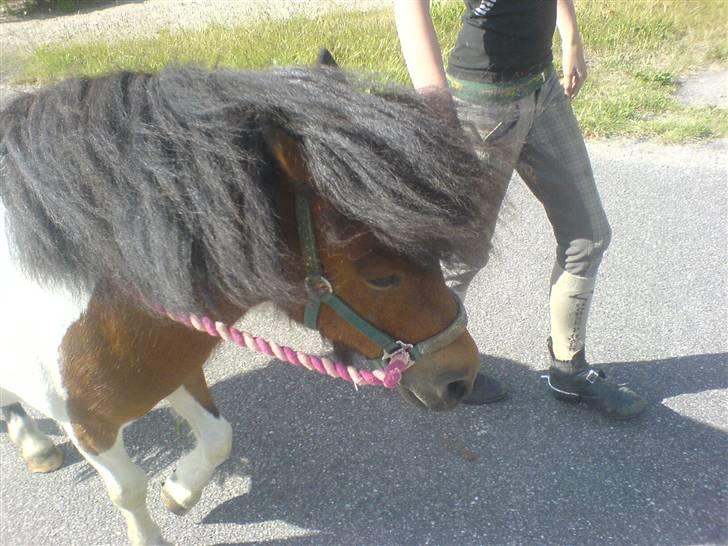 Shetlænder Prins'sleiber. SAVN. - Jeg elsker virkelig den pony .  billede 20