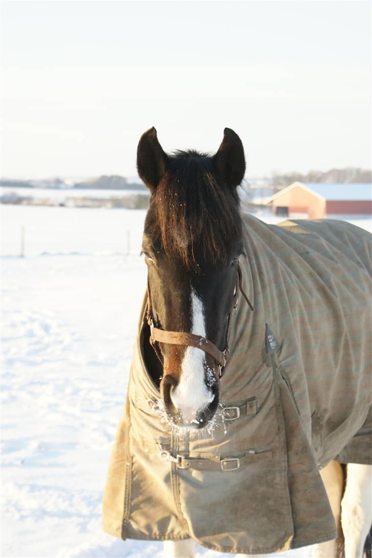 Anden særlig race Pingo - 9# Pingo ii sneen - dejlige pony :D  foto: mig :p billede 9