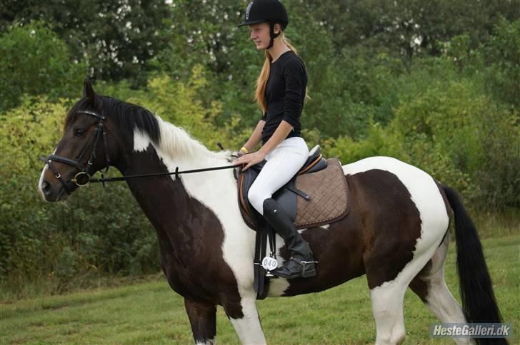 Anden særlig race Pingo - 10# Pingo & jeg skridter af i HDR :)   foto: Hanne billede 10