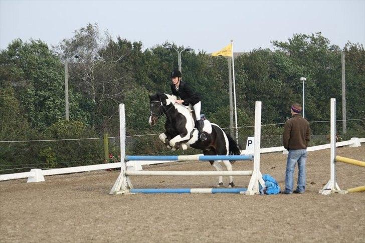 Anden særlig race Pingo - 11# Opvarmning - Foto: Hanne billede 11