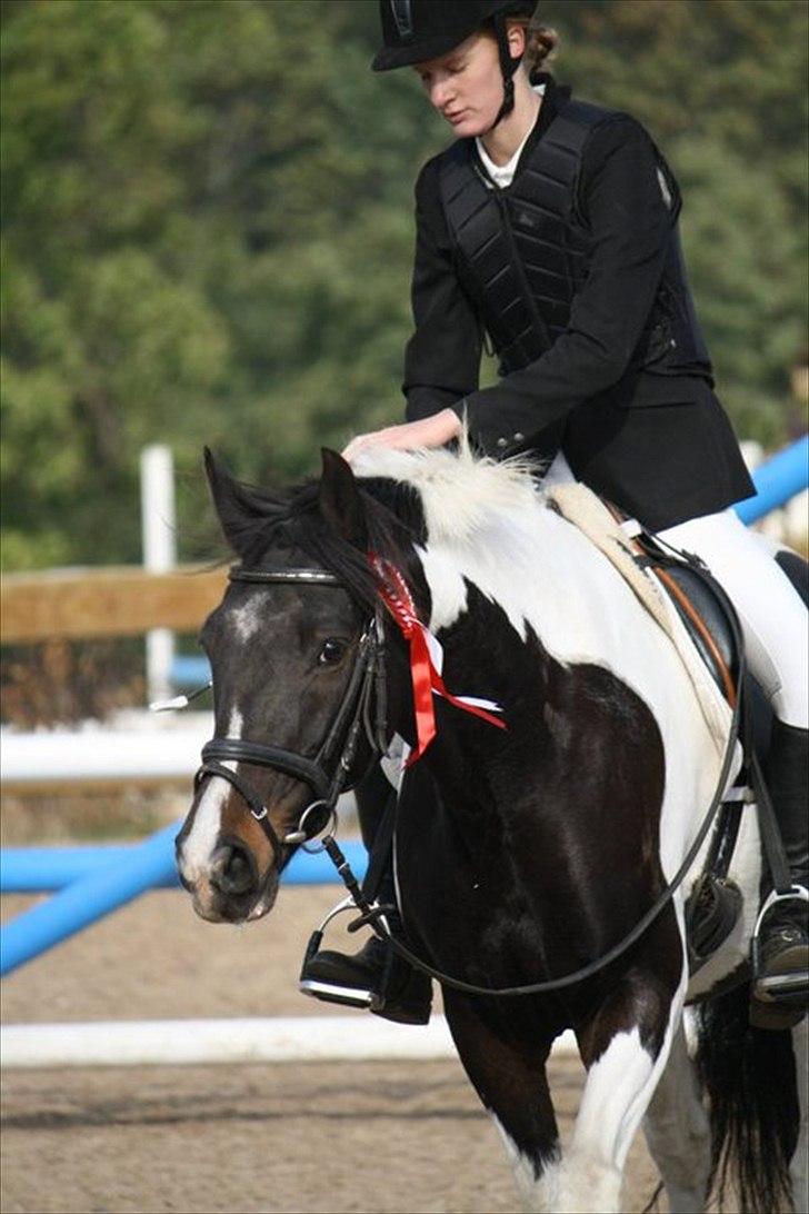 Anden særlig race Pingo - 13# 1. plads i LE for hest. - Foto: Hanne billede 13