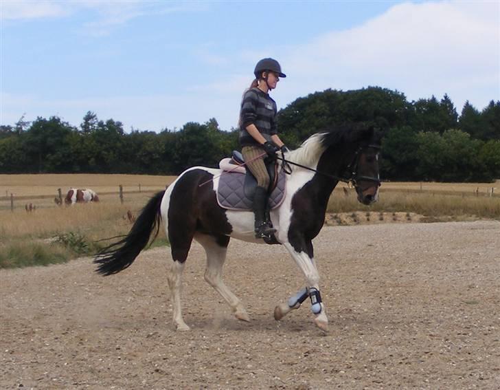 Anden særlig race Pingo - 14# Pingo & jeg i galop en sommer dag :)    foto: mor billede 14