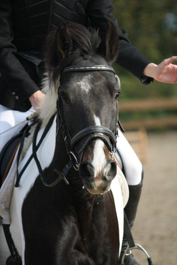 Anden særlig race Pingo - 15# Færdig med at ride banen :D - Foto: Hanne billede 15