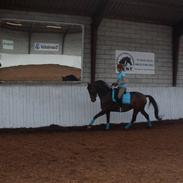 Dansk Varmblod Isola