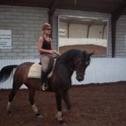 Dansk Varmblod Isola