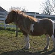 Shetlænder Pretty Star
