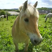 Fjordhest  Lærkelunds Tor