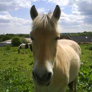 Fjordhest  Lærkelunds Tor