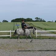 Hollandsk Sportspony Moonlight *solgt*