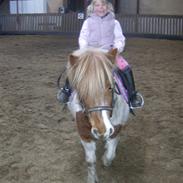 Anden særlig race sasha