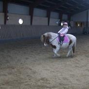 Anden særlig race sasha