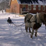 Anden særlig race sasha