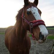 Frederiksborg Valdi Fuglebjerg