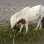 Anden særlig race Filur