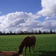 Anden særlig race Mette