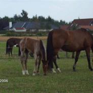 Traver Julie Parisienne (S)