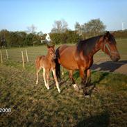 Traver Julie Parisienne (S)