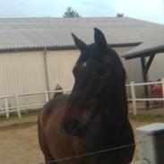 Dansk Varmblod Klanks Giovanni <3 R.I.P 