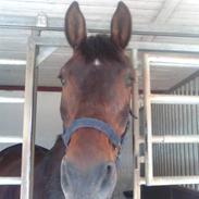 Dansk Varmblod Klanks Giovanni <3 R.I.P 