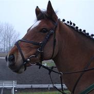 Anden særlig race Jolly Jumper - Solgt