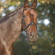 Dansk Varmblod Sun Shine