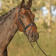 Dansk Varmblod Sun Shine