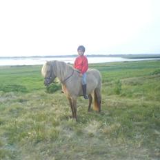 Islænder STIGANDI fra MYRETUE