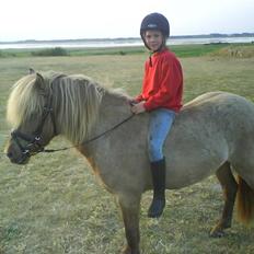 Islænder STIGANDI fra MYRETUE