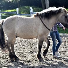 Konik Polski | Gneisti | Hvil i fred