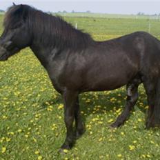 Islænder Stigur Ytri-Skeljabrekku