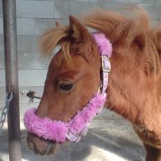 Anden særlig race Silke SOLGT