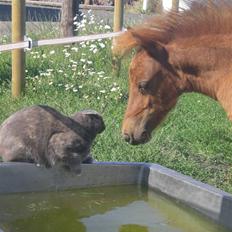 Anden særlig race Silke SOLGT