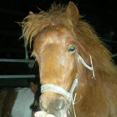 Anden særlig race Silke SOLGT