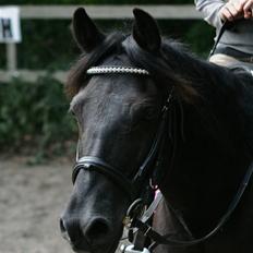 Anden særlig race Lopin *Solgt*